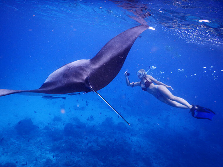 free diving with the manta rays in the maldives