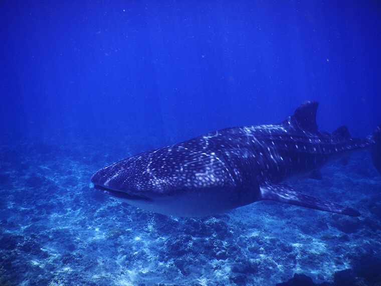 diving with the whale sharks of the maldives