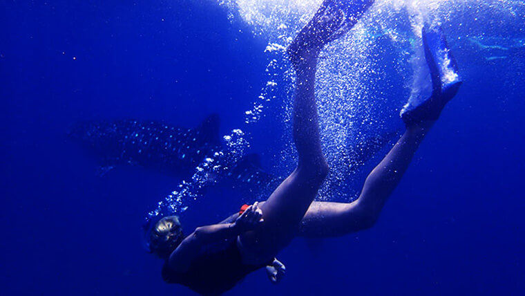 being a member of the whale shark team is all about diving and enjoying encounter with the whale sharks of the maldives