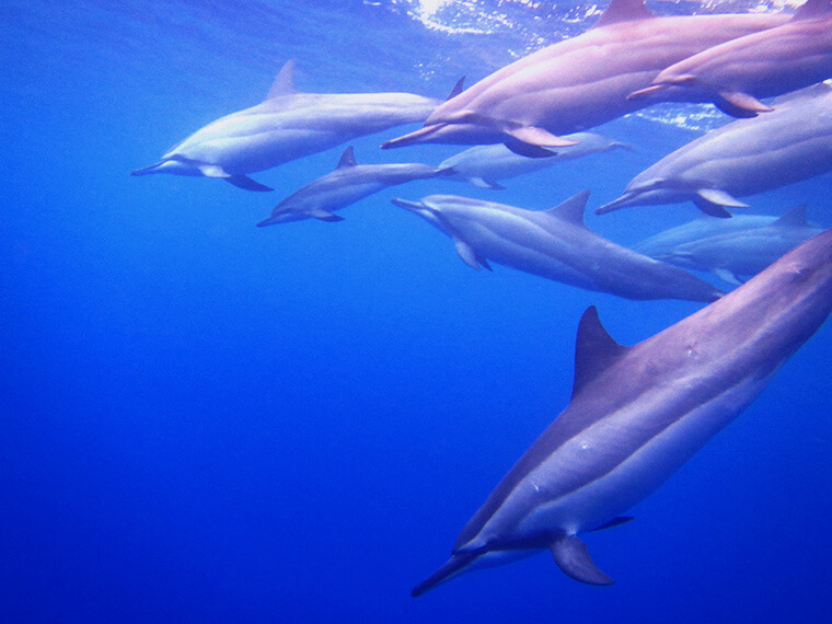 such a special encounter with wild dolphins at two step snorkeling spot on big island